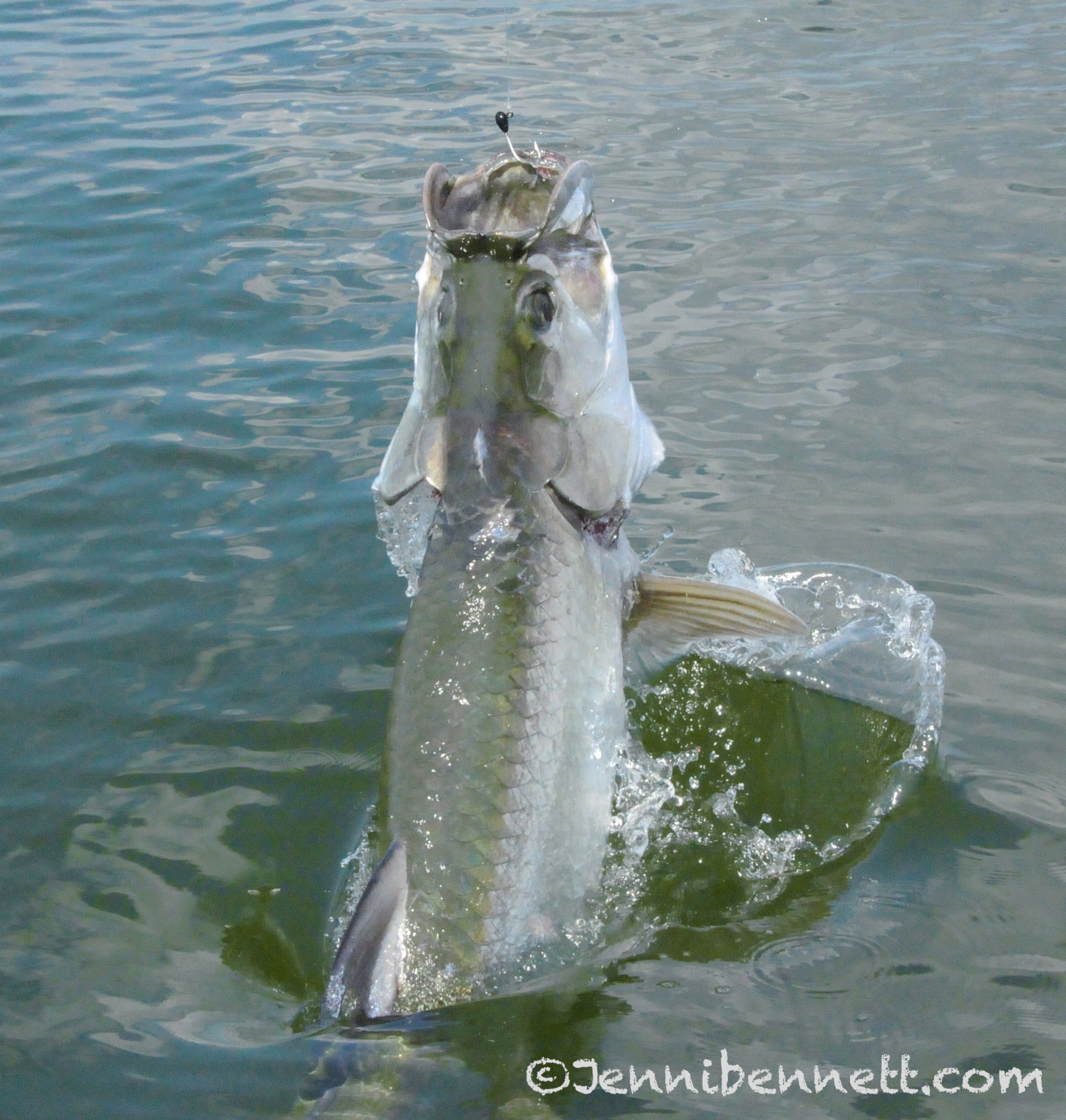 florida-fishing-seasons