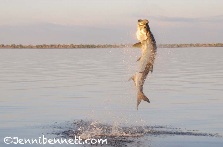 Boca Grande Tarpon Fishing, Florida Tarpon Fishing