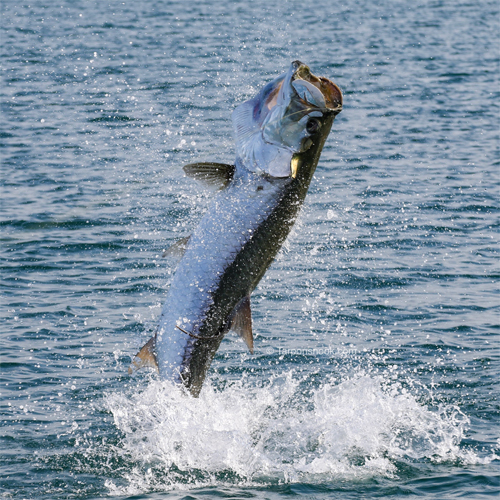 Boca Grande Tarpon